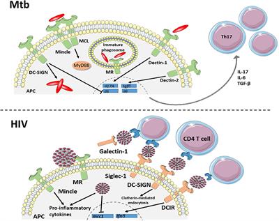 Myeloid C-Type Lectin Receptors in Tuberculosis and HIV Immunity: Insights Into Co-infection?